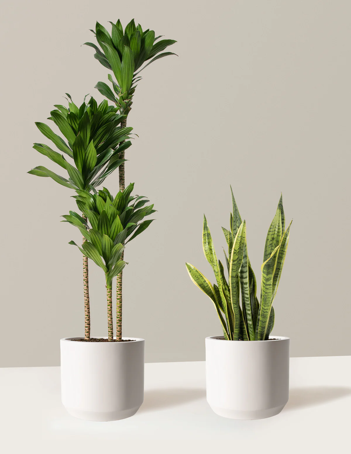 Office plants