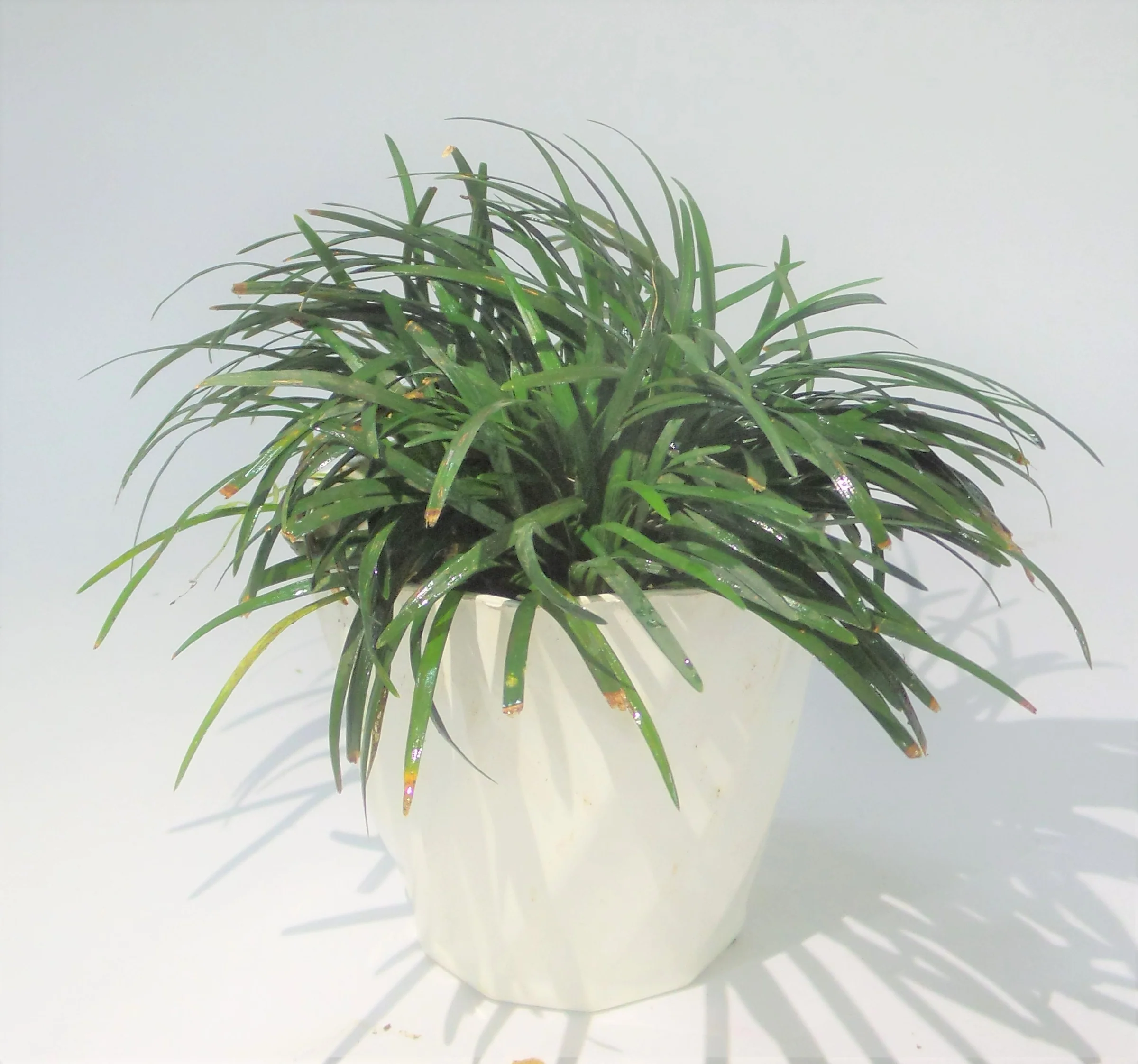 Ophiopogon Jaburan Salt & Pepper Planters