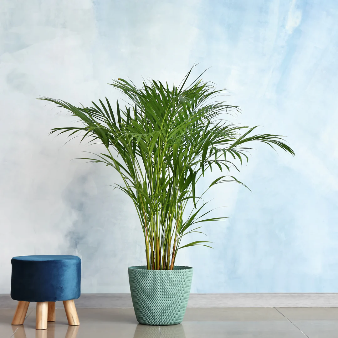 Lutescens Bamboo Palm Cyclone Planter