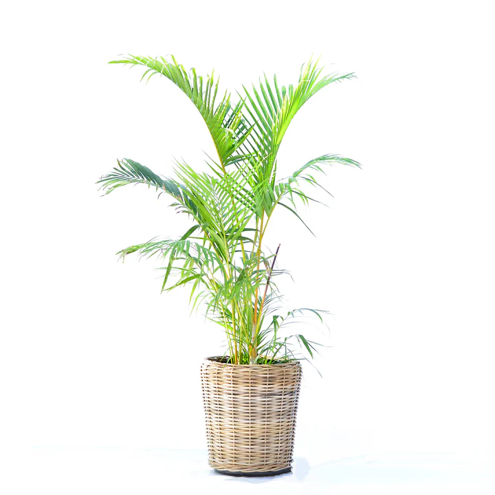 Lutescens Bamboo Palm Cyclone Planter