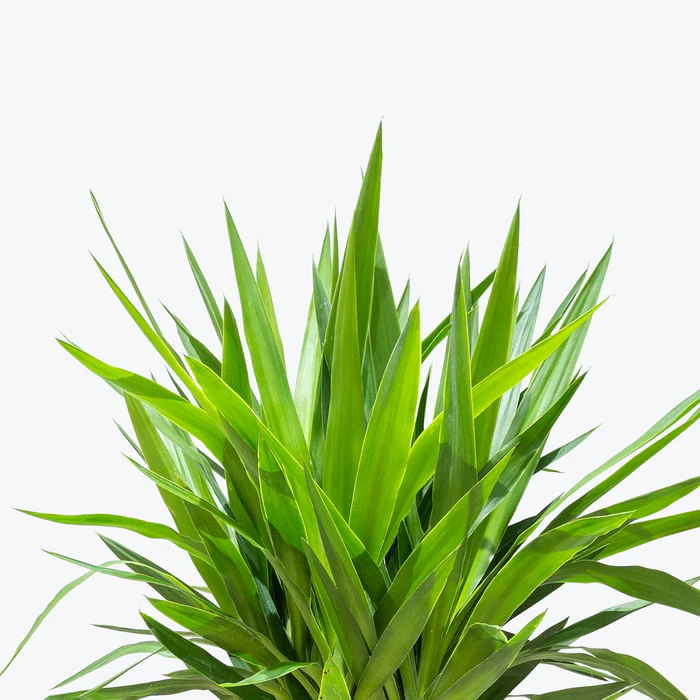 Yucca Nurture Planter