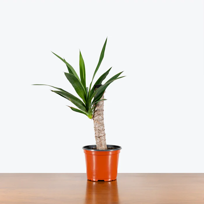 Yucca Nurture Planter