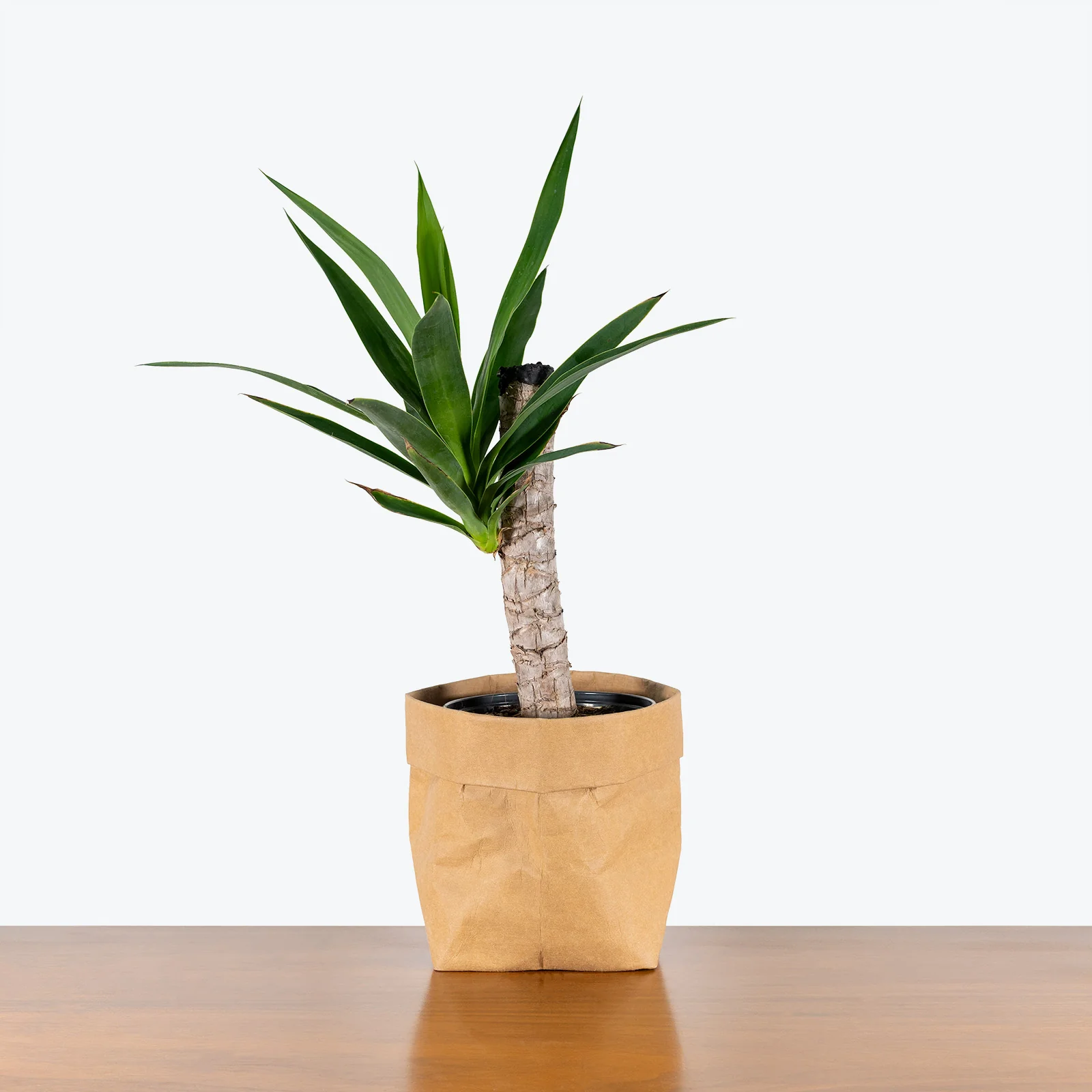Yucca Nurture Planter